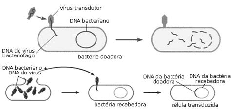 Desenvolvimento E Reprodução Das Bactérias Reino Monera Infoescola