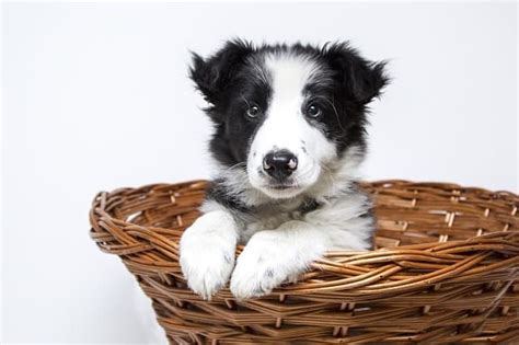 Unbiased dry dog food reviews all in whole dog journal magazine Best Food for Border Collie Puppy 2019