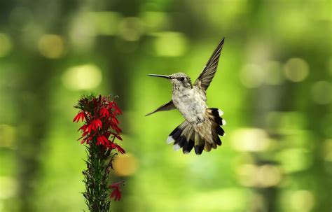 Hummingbird Hd Wallpapers