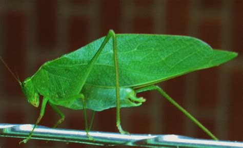 Green Leaf Like Bug This Katydid Was On The Antenna Of