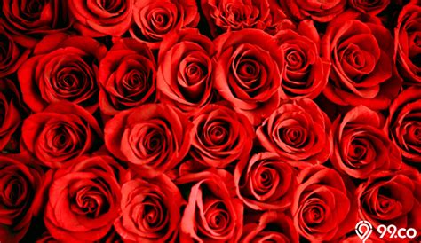 10 Jenis Bunga Mawar Terindah Untuk Percantik Halaman Rumah