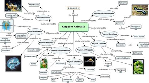 Klasifikasi Makhluk Hidup 5 Kingdom Peta Konsep Classification Of 5 Riset