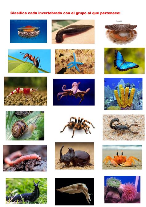 Animales Vertebrados E Invertebrados CapÍtulo De GeografÍa