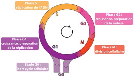 La Régulation Du Cycle Cellulaire Introduction Générale Rn Bio