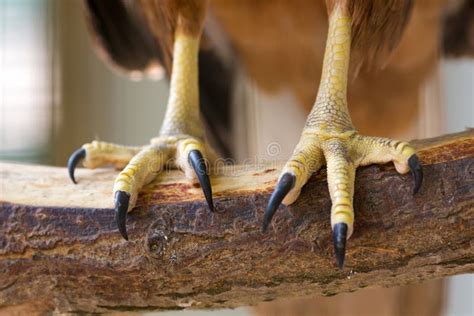 Eagle Claws Stock Image Image Of Sitting Wild Claw 31082855