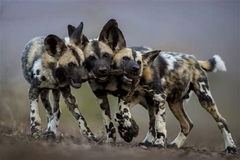 African Wild Dog Pups And Mother