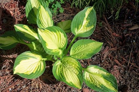 Photo Of The Seedling Or Young Plant Of Hosta Captain Kirk Posted By