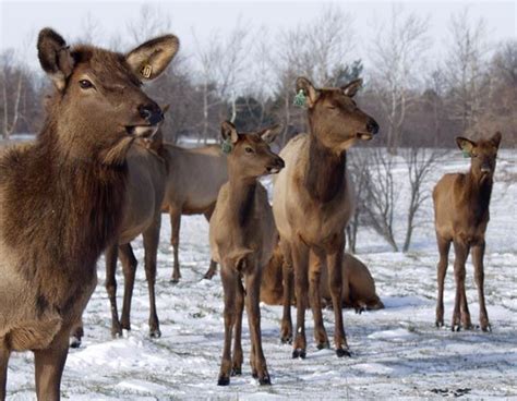 A Group Of Elk Standing In The Snow Hooved Animal Animals County Park