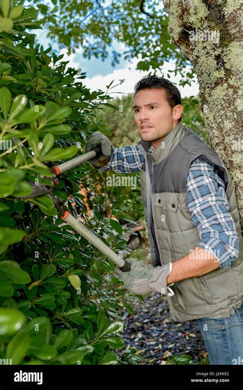Trimming The Hedges Stock Photo Alamy