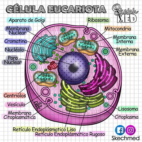 Célula Eucariota Dibujos de celulas Eucariota Enseñanza biología