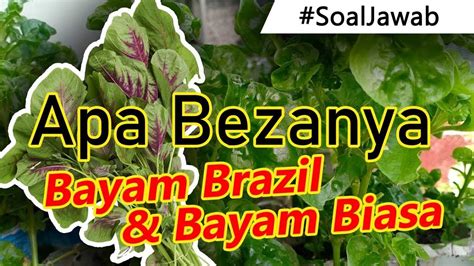 Sayur bayam brazil kami membekalkan benih bayam brazil melalui keratan batang atau akar benih akar = kami akan kirimkan bersama2 tanah dan akar2 sekali cara2 menyemai keratan, pacakkan. CARA BEZAKAN Pokok BAYAM BRAZIL Dengan BAYAM BIASA? - YouTube