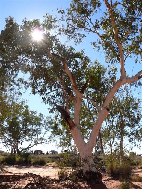 Vessels exclusively solitary (over 90%). River Red Gum - Eucalyptus camaldulensis @ ExplorOz Blogs