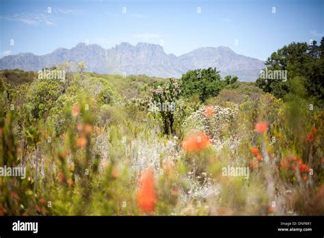 Flowers In The Helderberg Nature Reserve In Somerset West Cape Town