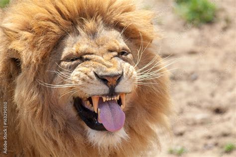 Lion Pulling A Funnny Face Animal Tongue And Canine Teeth Stock Photo