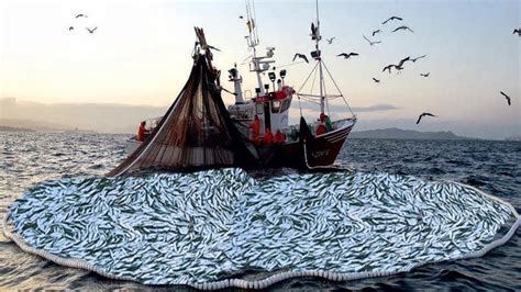 Amazing Commercial Trawl Net Fishing Herring On The Big Boat Catch