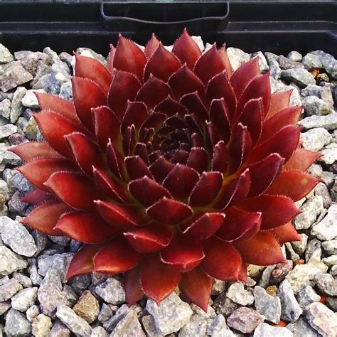 Photo Of The Entire Plant Of Hen And Chicks Sempervivum Zannalee