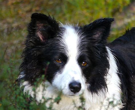 Pin On New Zealand Sheepdog