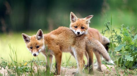 Do Red Foxes Hibernate Understanding Their Survival Tactics