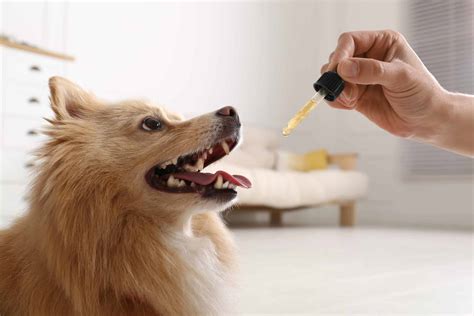 Cbd Options For Dogs Mix Cbd Oil With Food Water Or Add To Treats