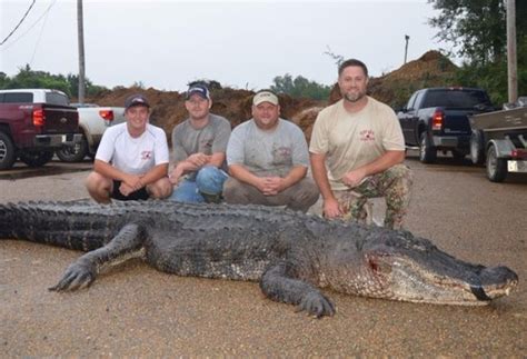Mississippis Alligator Record Broken Sporting Classics Daily