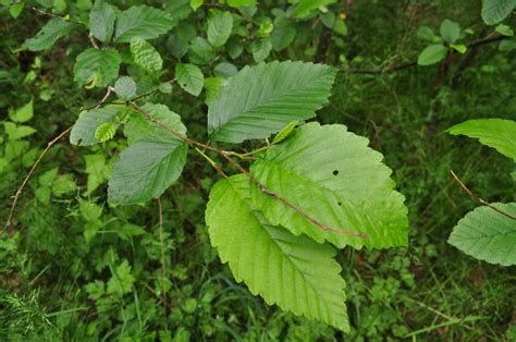 American native plants stocks a wide selection of trees and shrubs grown as tubelings. Deciduous Determinations: Learn to identify these PNW trees