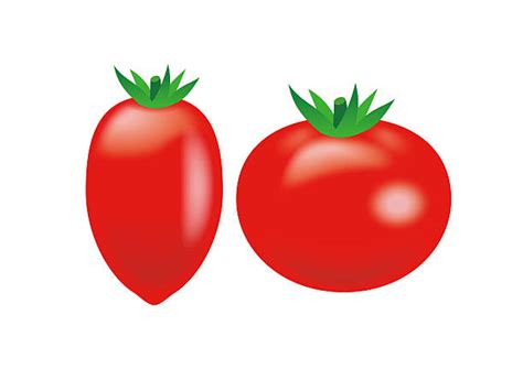 Vine Tomatoes White Background Illustrations Royalty Free Vector