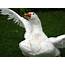 Domestic Goose  Domesticated As Poultry And Guard At Farms
