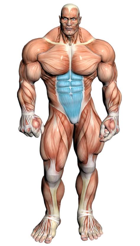 The abdominal muscles support the trunk, allow movement and hold organs in place by regulating internal abdominal pressure. Lying Floor Leg Raise: Video Exercise Guide & Tips