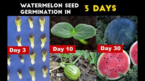 How To Grow Sugar Baby Watermelon I How To Grow Watermelon From Seeds