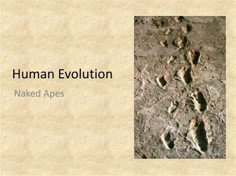 Ppt Human Evolution Powerpoint Presentation Free Download Id2572494