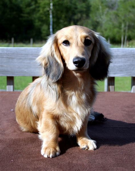 When you truly understand them, as with many other things. Miniature Dachshund Long-haired Breed Information: History ...