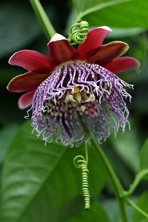 Awesome Unusual Flowers Great Inspire