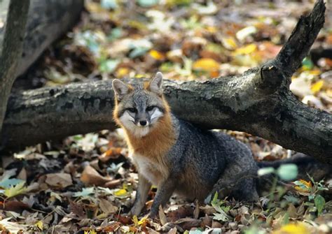 Gray Fox Habitats And Behavior All Things Foxes