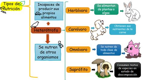 ¡dime Qué Comes Y Te Diré Qué Tipo De Nutrición Tienes Biología