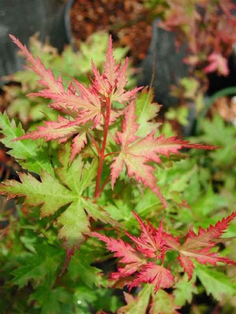 Coral Pink Mendocino Maples Nursery