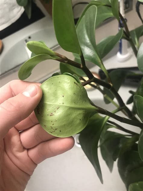 The fungus that is responsible for rhizoctonia is also responsible for other diseases, including collar rot. Brown spots on my peperomia obtusifolia? : plantclinic