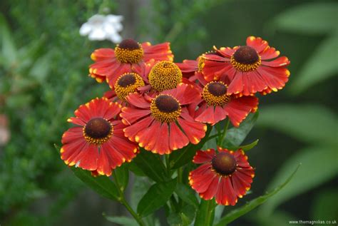 It grows just about anywhere, except wet areas. Perennials for Sunny Areas | The Magnolias Garden Website
