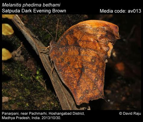 Melanitis Phedima Butterfly