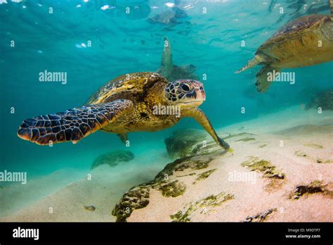 Hawaiian Green Sea Turtle Swimming Underwater Stock Photo Alamy