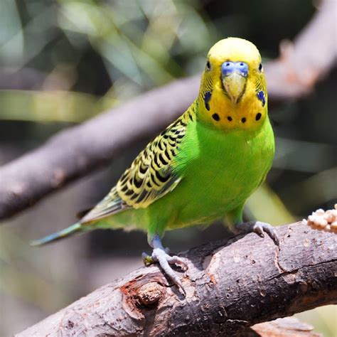 Budgies Help Their Info Care And Much More Wild Budgie