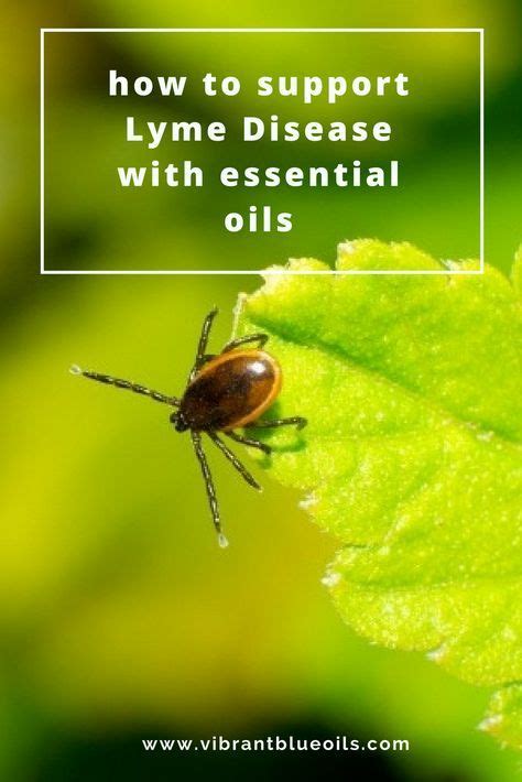 Essential Oils Have Played A Key Role Helping To Modulate Her Immune