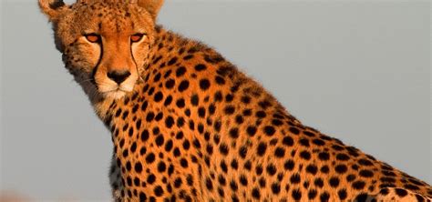 Cheetah Nature Pbs