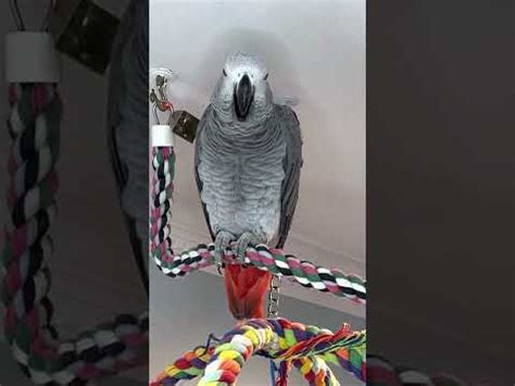 Minutes With Symon The African Grey Parrot As She Practices Her