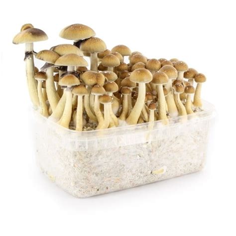 Supa Gro Kit 100 B 🍄 Magic Mushrooms Zamnesia