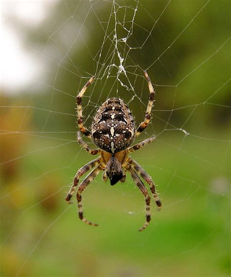 European Garden Spider Wild Kratts Wiki Fandom