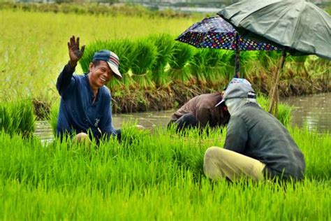2100 Philippine Rice Farm Stock Photos Pictures And Royalty Free