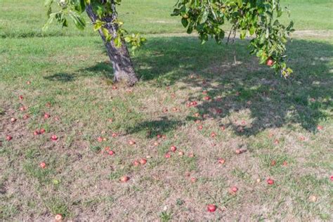 Apple Falling From Tree Stock Photos Pictures And Royalty Free Images