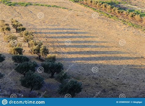 Olive Tree On The Dry Grass Field Golden Hour Light Landscape Stock