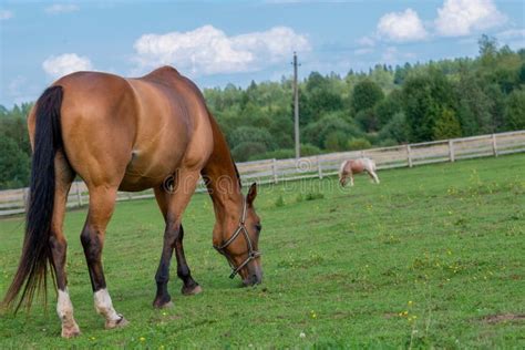 Brown Horse Grazing In Pasture Stock Photo Image Of Equine Green