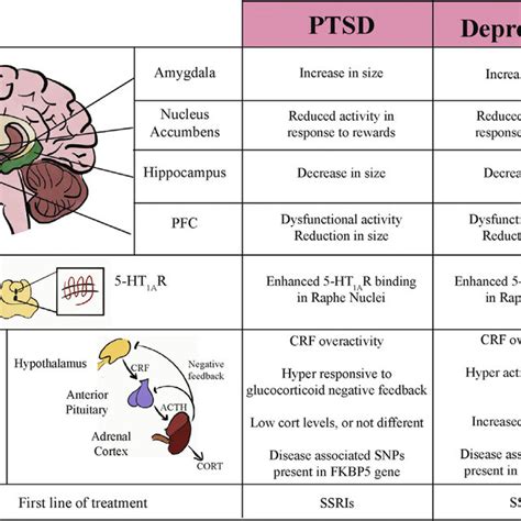 Pdf The Neurocircuitry Of Ptsd And Major Depression Insights Into